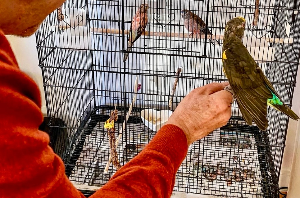 Jack, le perroquet qui a choisi Monsieur Paul&nbsp;!